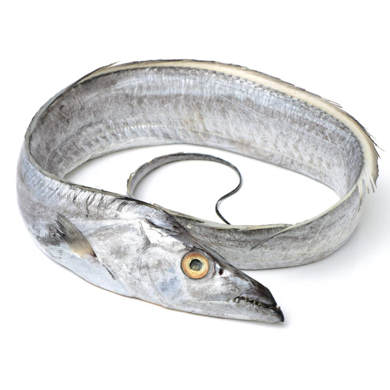 
Wholesale Seafood Frozen Ribbonfish, Ribbonfish Fish Price 