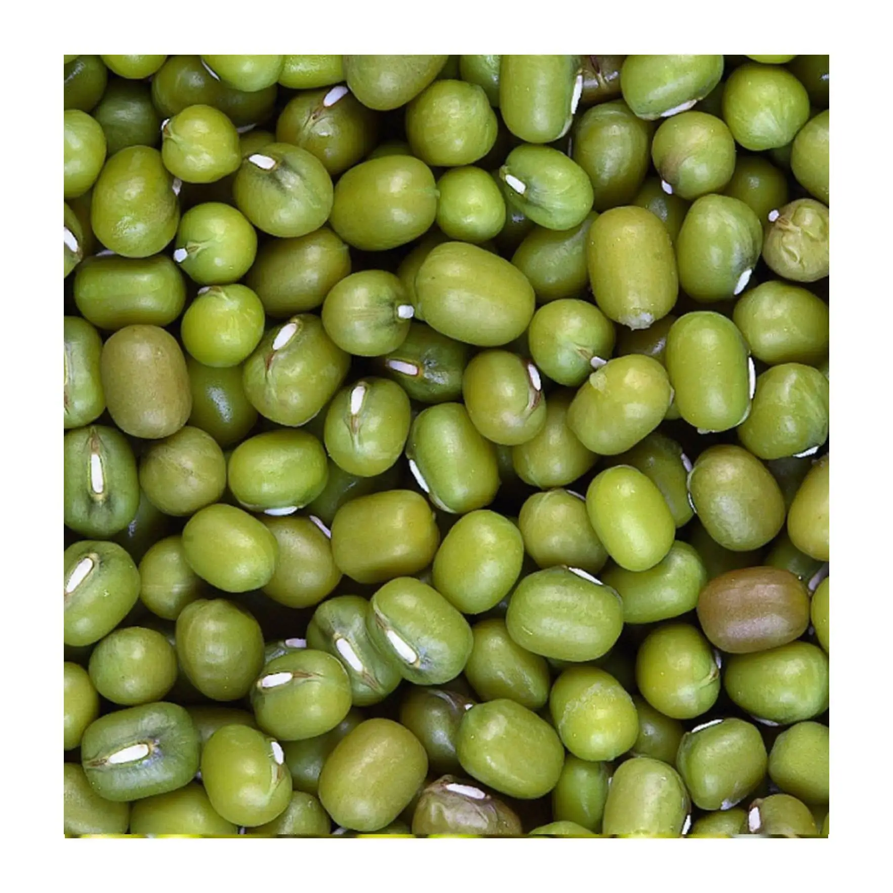 Uzbekistan green mung bean (1600347456770)