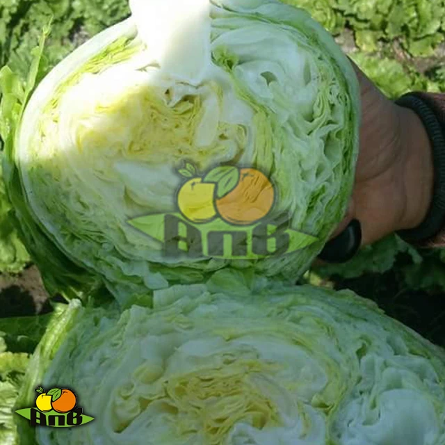 
fresh cabbage 