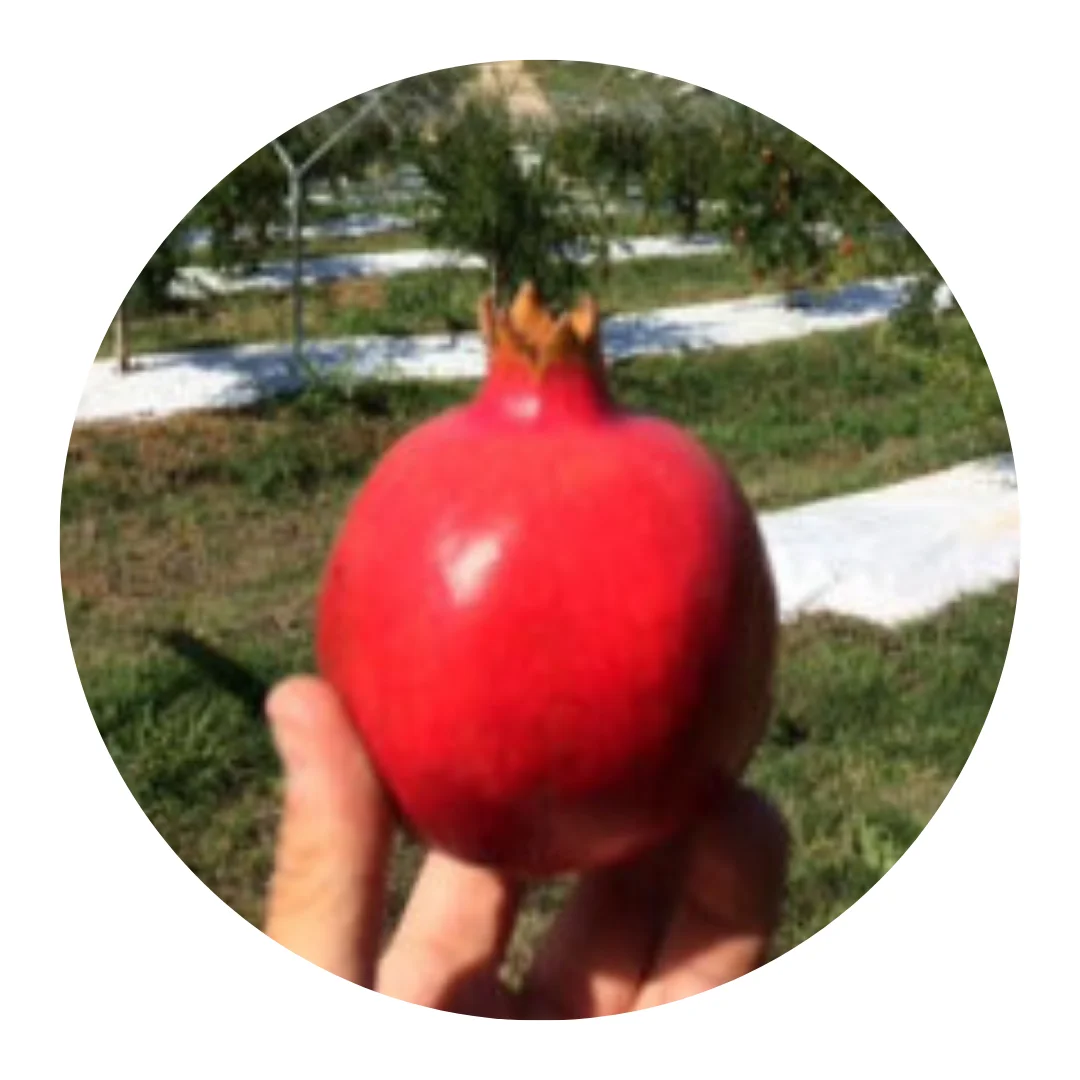 Tops Organic Fruit Fresh Pomegranates Wonderful Acco Mollar Made in Italy for Wholesale