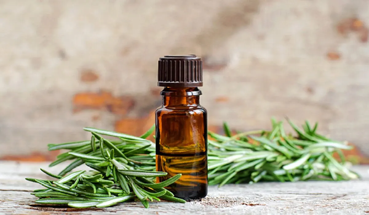 100% Original Rosemary extract Oil