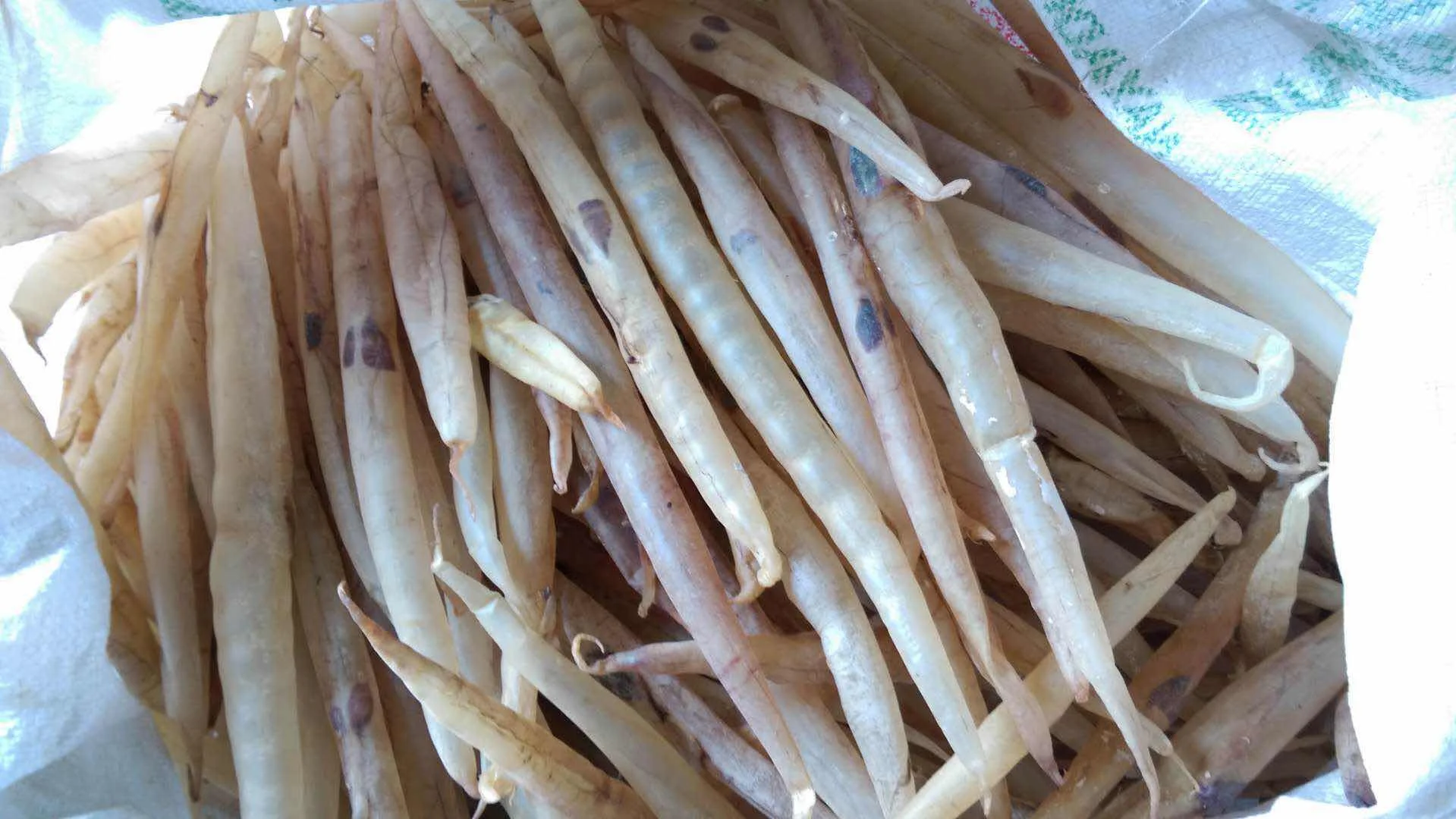Wholesale Supplier Best Quality Eel Fish Maw For Sale In Cheap Price
