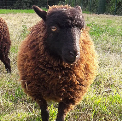 Ouessant sheep,cow,camel,sheep,goat,ox,bull