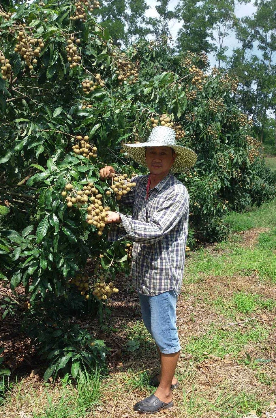 Thailand Premium Fresh Longan -  tropical fruit from Thailand (Direct from Farmer) OEM packaging