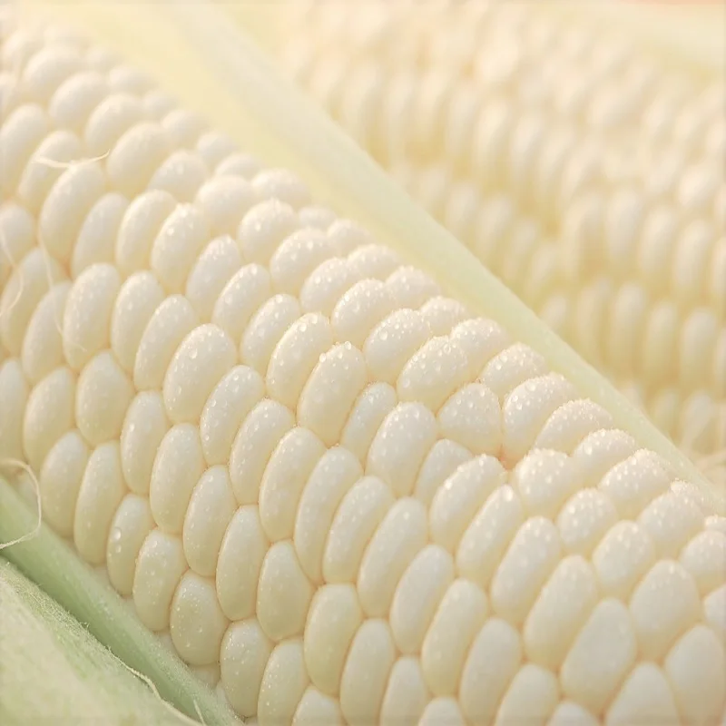 
Top quality pure white dry corn/quality dried white corn 