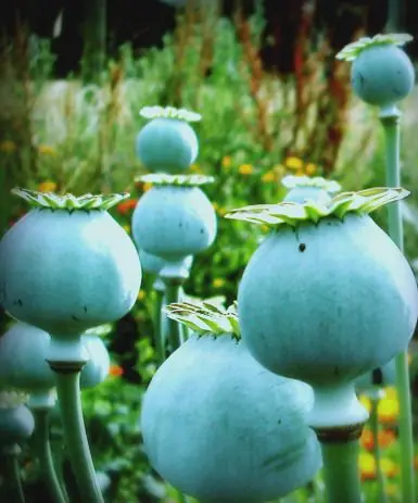 Exporter of Best Quality Blue Poppy Seeds