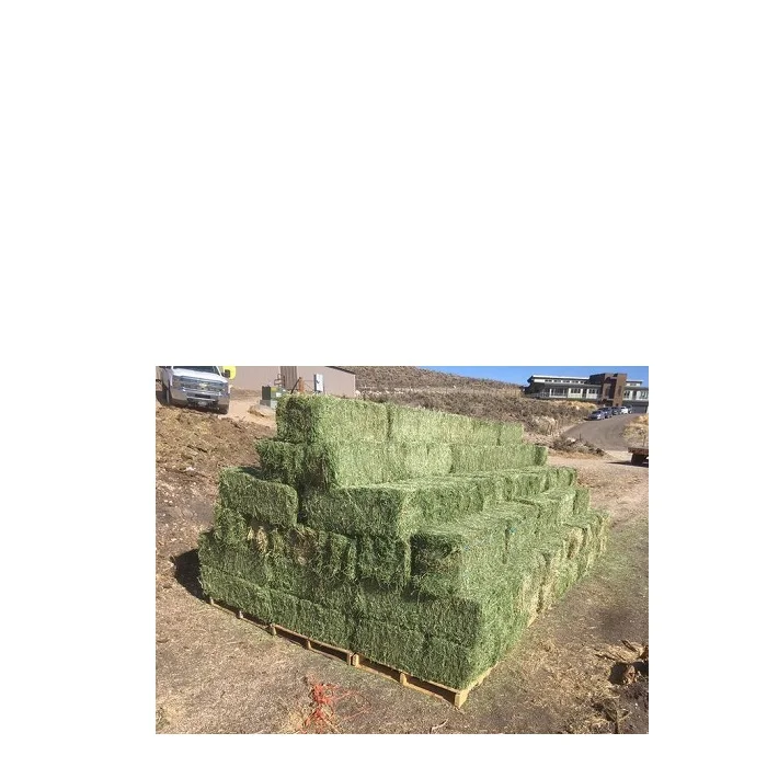 Продажа семян Альфальфа.