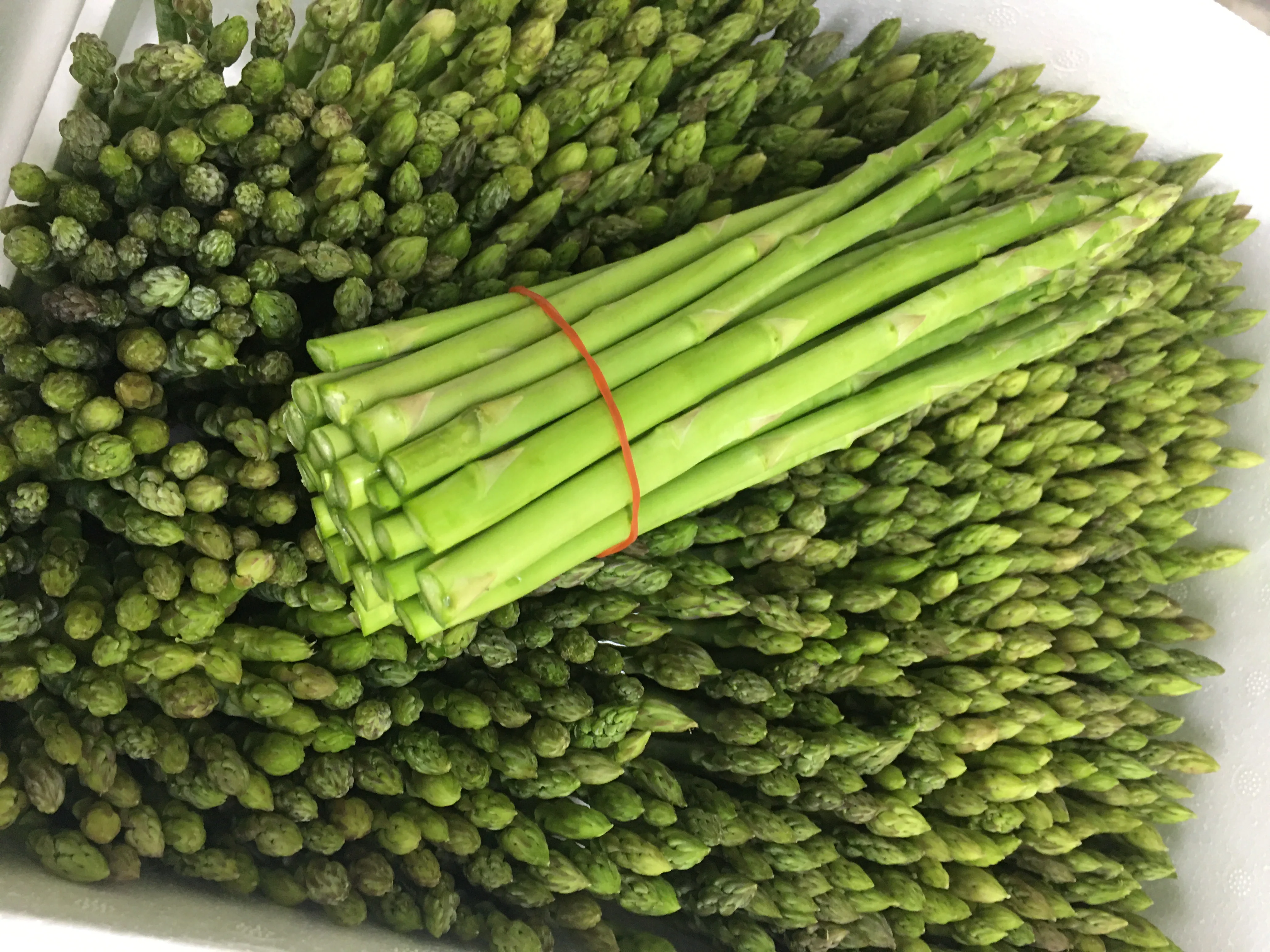 Fresh Asparagus Grade A OEM Available Customized Size Weight Package from Thailand Organic Premium Product s