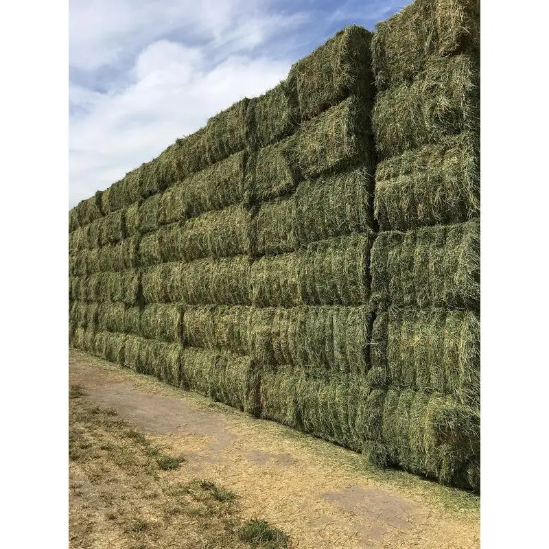 Top Quality Alfafa Hay for Animal Feeding Stuff Alfalfa / Timothy / Alfalfa