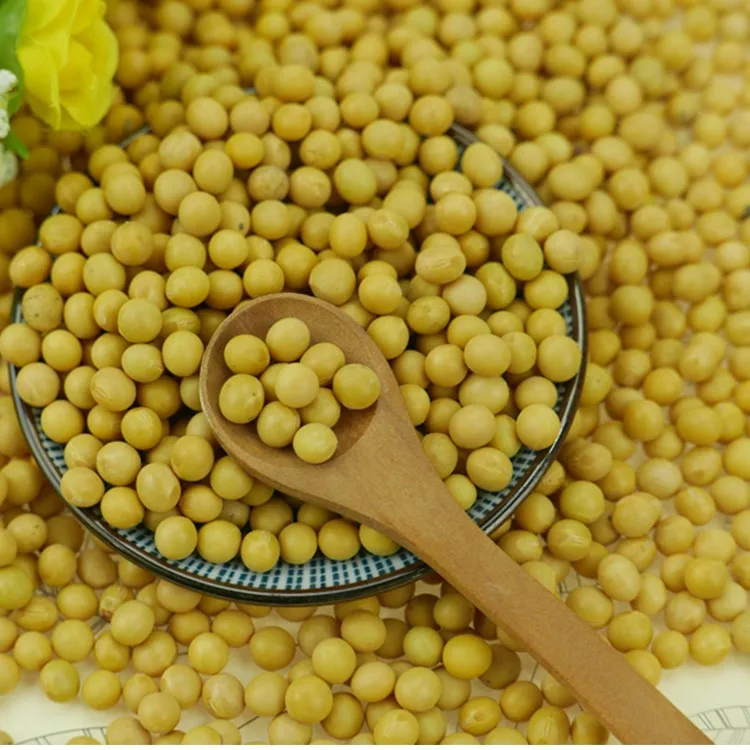 Buy Bulk GMO and Non GMO Soyabean / Soybean for Sale