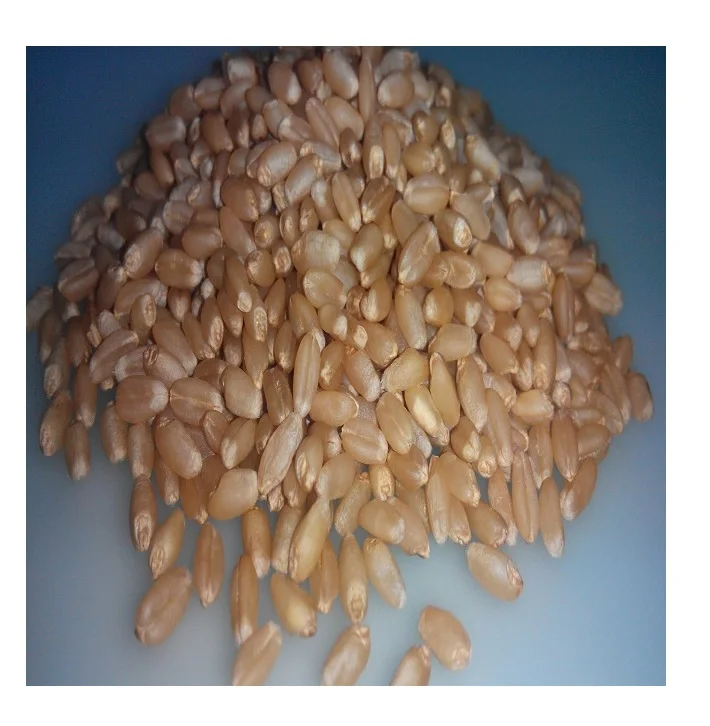 Органически выращенные Новые зерна пшеницы с максимальной влажностью 13%, доступной для экспорта по лучшей оптовой цене