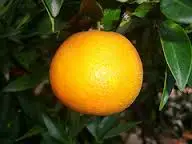 Оранжевый сорт A1 2021 по более низкой цене FOB, доступная для экспорта