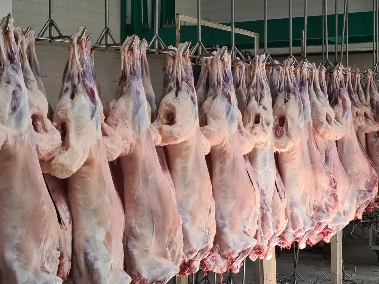 Замороженная говядина высокое качество Казахстан оптовая продажа Органическая натуральная замороженная мясо Халяль