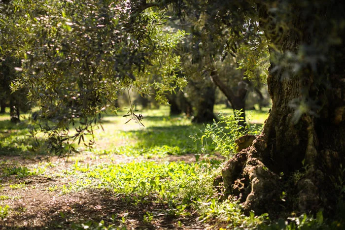 Mint  Natural Flavored Extra Virgin Olive Oil Galantino for dressing and cooking 250ml