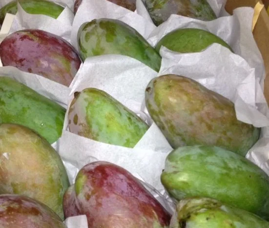 Egyptian Mango for Export 1