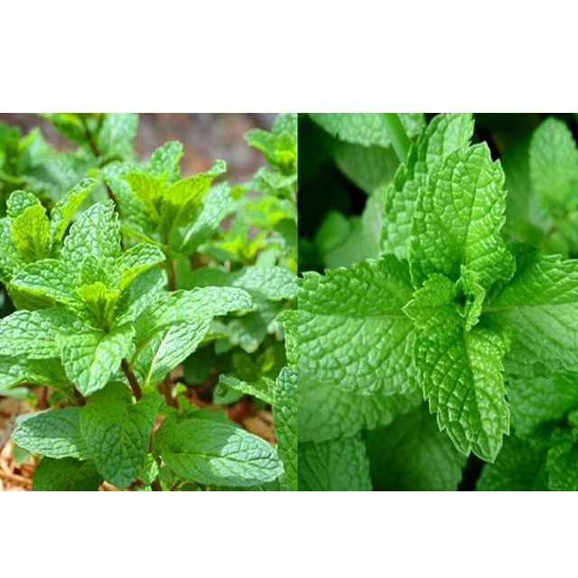 Mint leaves for Export / Fast delivery and Quick response / Wholesale from Vietnam