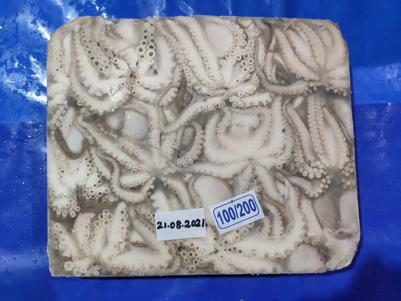 Frozen Baby Octopus whole block frozen from India