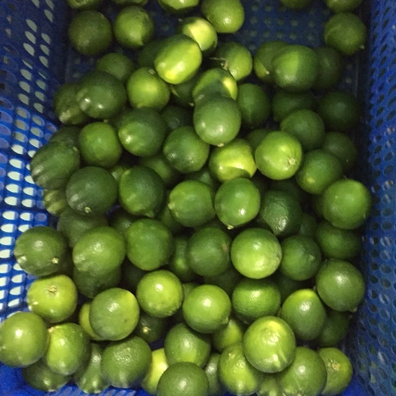 Lemon/Fresh Lemon/Lime/Fresh Lime whatsapp +84966208131