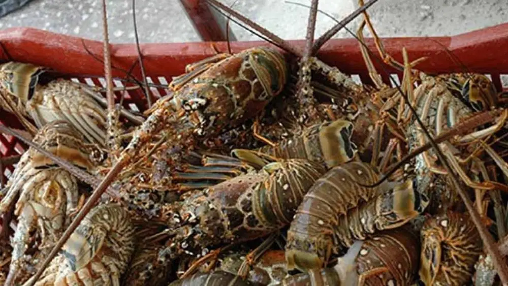 
Delicious Seafood Products Wild Live Panulirus Interruptus Red Spiny Lobster 