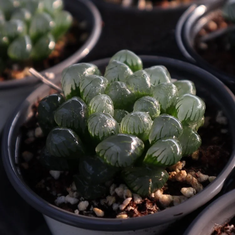 
succulents wholesale rare korean live plants indoor haworthia succulent 