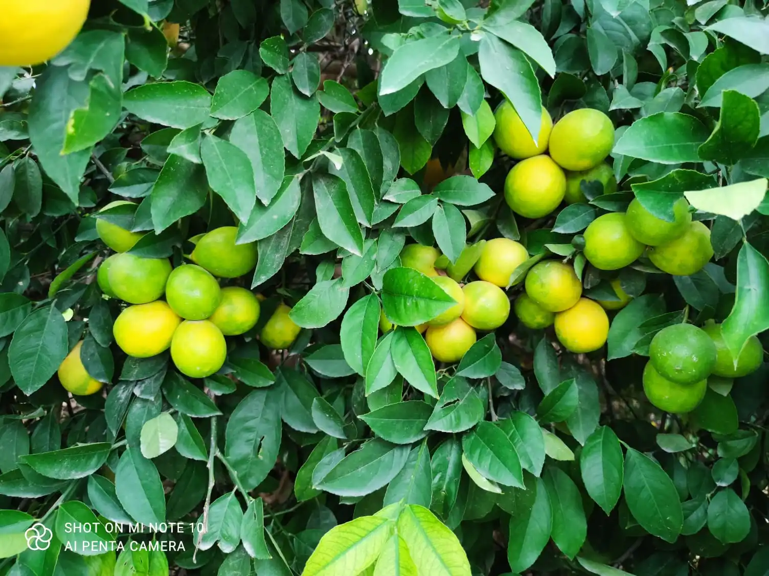 MDT Product production - Green Tech Ferro Mix - EC Fertilizer  - Liquid Fertilizer  - Fertilizer Solution With Iron Content