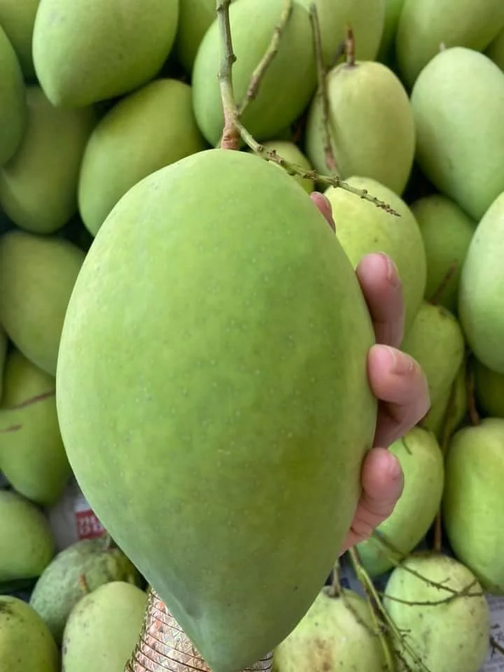 High Quality Green Or Yellow Color Made In Viet Nam Tropical Fruit Size 8cm Best Selling Fresh Mango