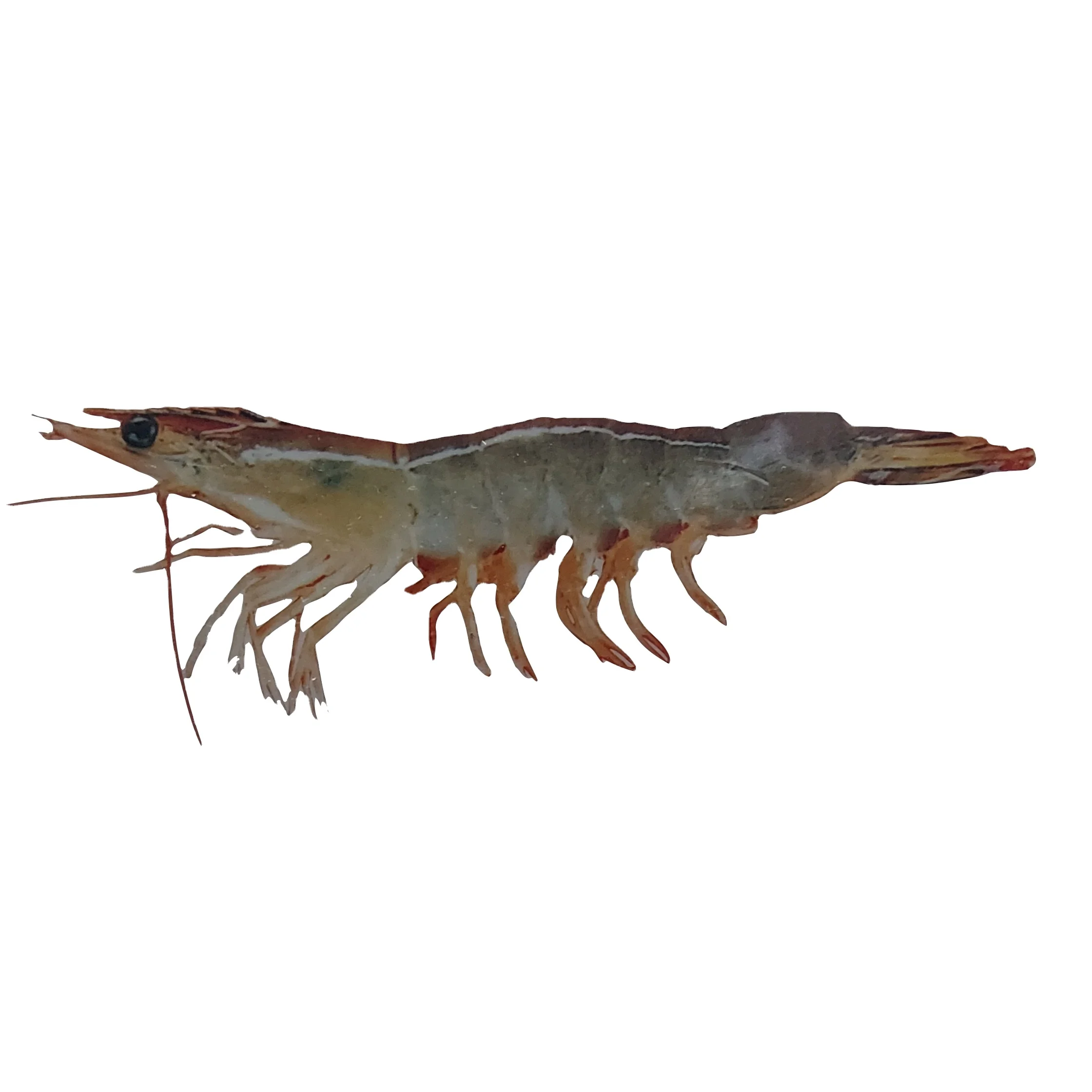 White Shrimp Fresh Head on  Shell on Sea Caught Premium Quality Bangladesh Origin  All Size are Available 8/12 13/15 16/20 21/30
