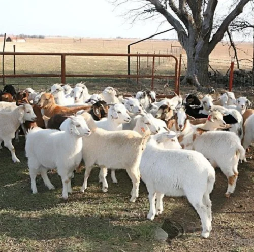 Saanen goats,cow,camel,sheep,goat,ox,bull