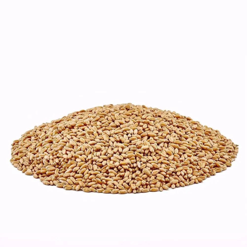 High quality wheat grains / Durum wheat wholesale
