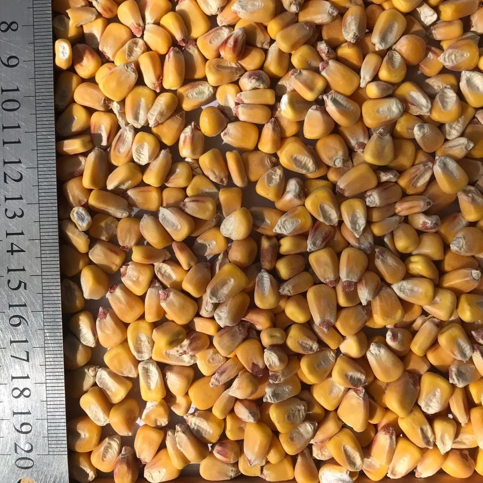 Ukranian-Лидер продаж желтый Кукуруза без ГМО