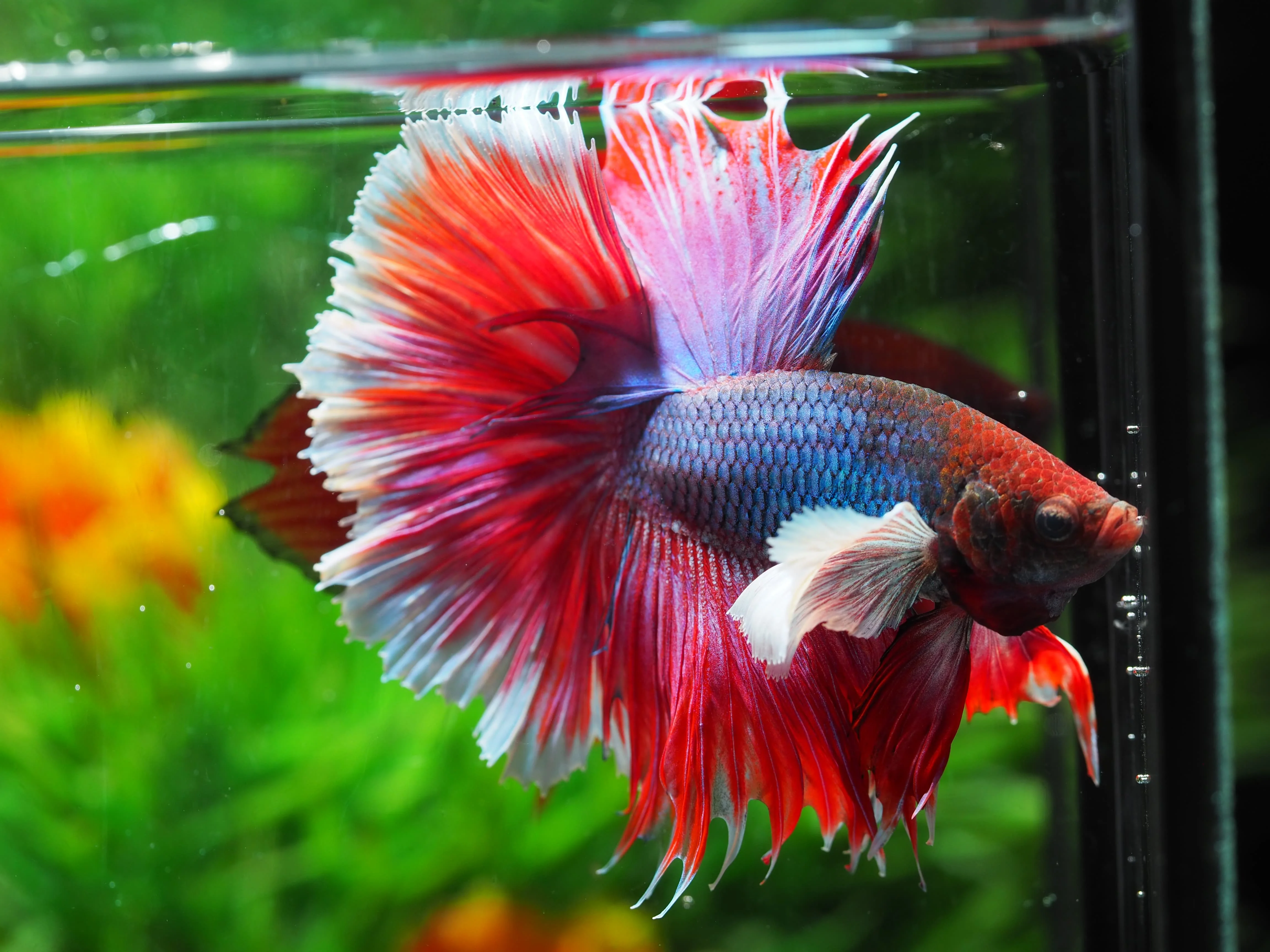 
HALFMOON DUMBO - Multicolor Thailand Betta Fish Premium Quality Plakat Siamese Fighting Fish Ornamental Aquariums 