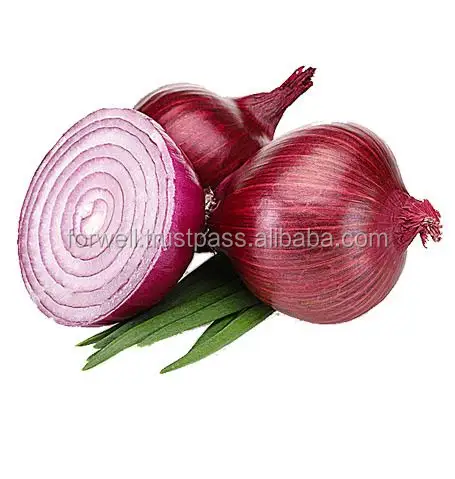 Hot sale best price fresh Egyptian red onion with high quality from Egypt