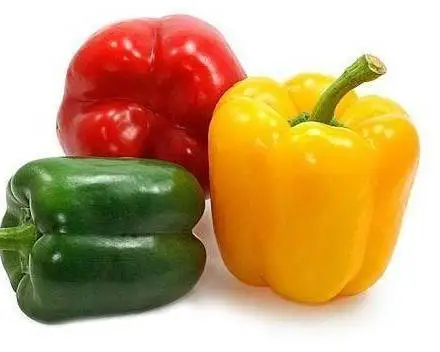 
Fresh Capsicum / Quality Fresh Capsicum / Bell Peppers Capsicum 