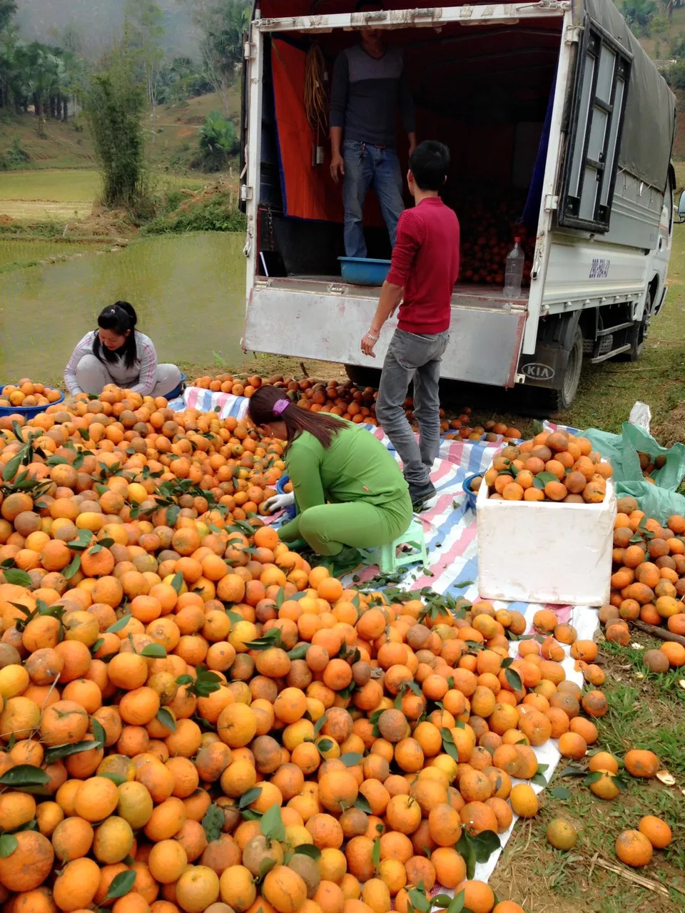 Fresh Ha Giang Province Orange сделано в Вьетнаме высокое качество приятный вкус органический тип горячая Распродажа 2022