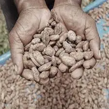 
Dried Fermented Cocoa Beans 
