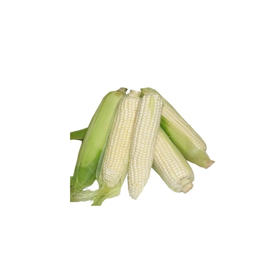 
High Quality Non Gmo White corn for sale 