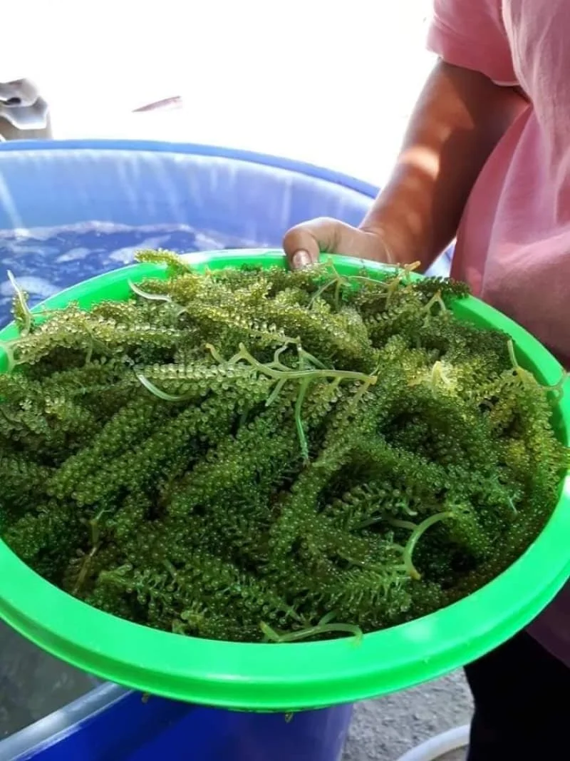  Высококачественная свежая морская Икра Премиум-качества/соленая Икра/дегидратированная зеленая W/A + 84 90 335 49 81 (Kim)