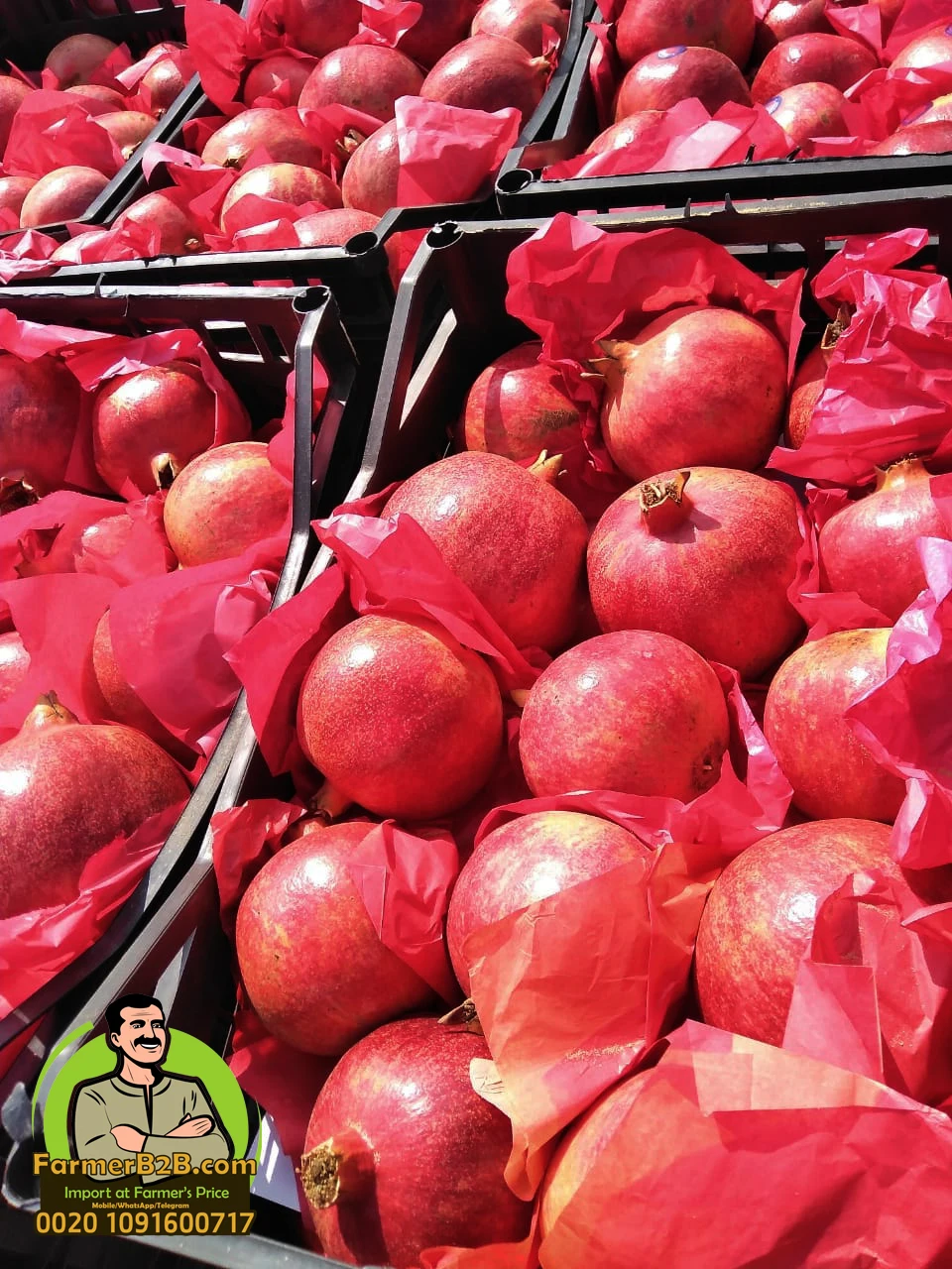 Свежие гранатовые фрукты премиум-класса wonderful-116 (Непревзойденная цена)