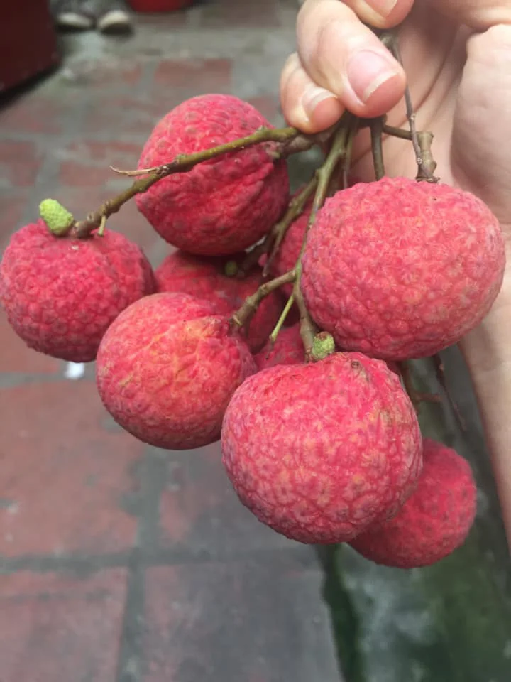 Свежий сладкий личи новый урожай 2021 натуральный