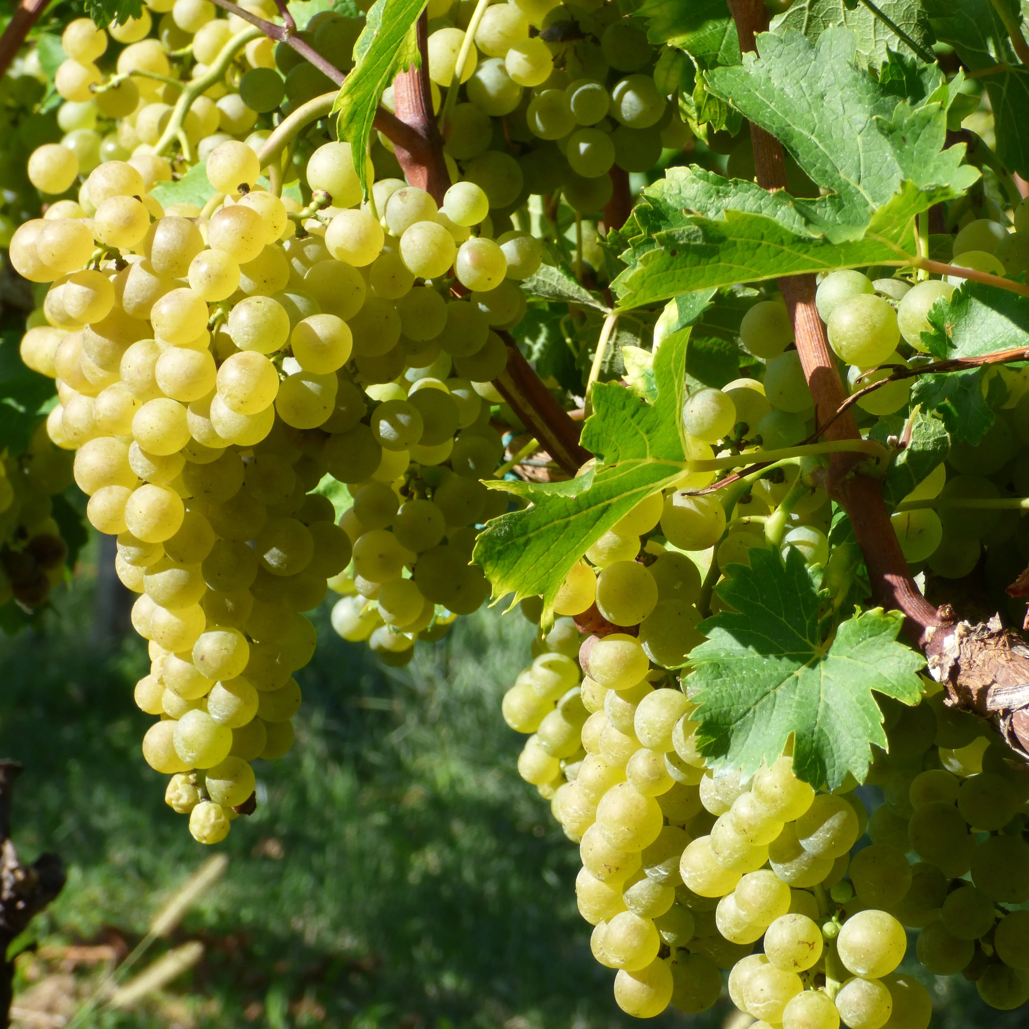 Magnum Special selection RICHENZA Igt 1500clVigna Petrussa Italian Dry White Wine for restaurant wine bar private client