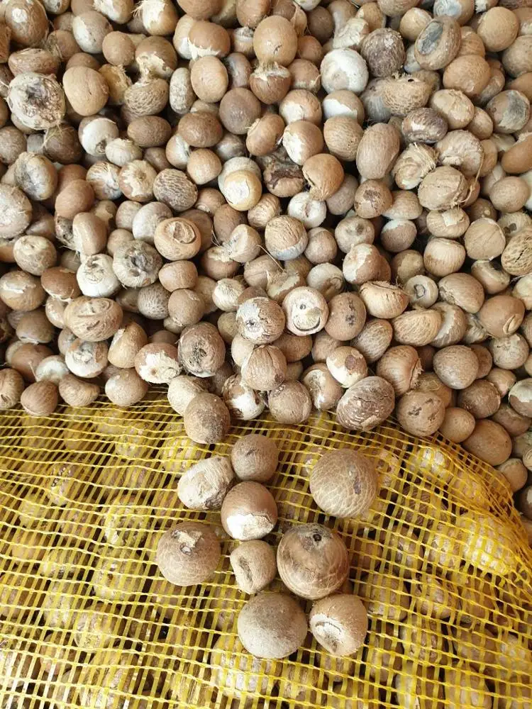  Высокое качество Вьетнам BETEL ARECA NUT - Daisy Whatsapp + 84765149122