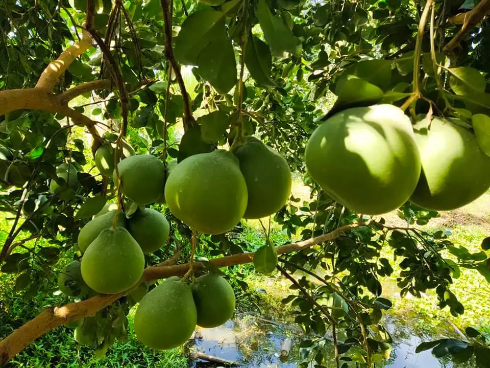 Natural from Thailand Premium Fruit Fresh and Sweet Ruby of Siam Pomelo