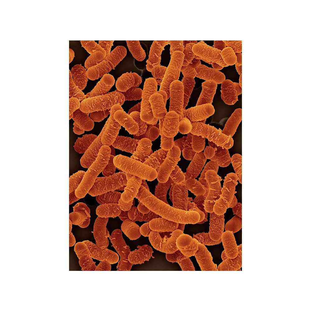 
Exporter of Lactobacillus Salivarius Probiotics - Zealmax Biopharma 
