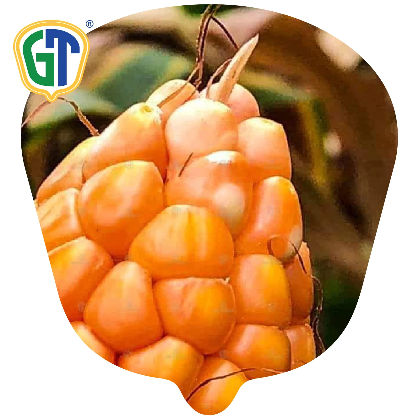 
52 Days Flowering 84-86% Shelling Orange Yellow Kernel Color Medium Size Hybrid Corn Seeds 