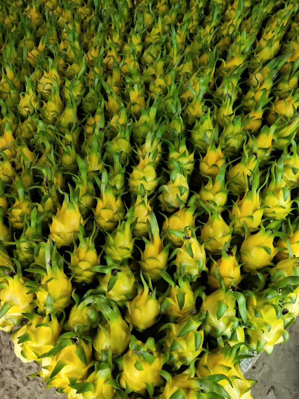 Yellow Skin Dragon Fruit Good Price Low MOQ Best Quality Brand Wholesaler From Vietnam Hot Selling Export Top Grade 2021