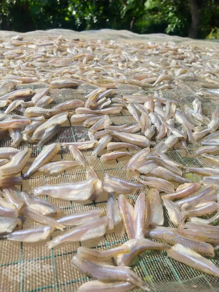 Сушеный СПАТ/сушеный на солнце рыба Анчоуса из Вьетнама по хорошей цене // Sven + 84 966722357