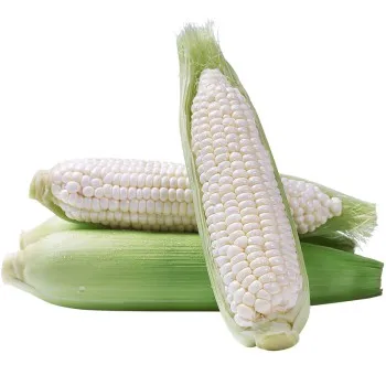 Yellow Corn/ White Corn for Human Consumption Non Gmo