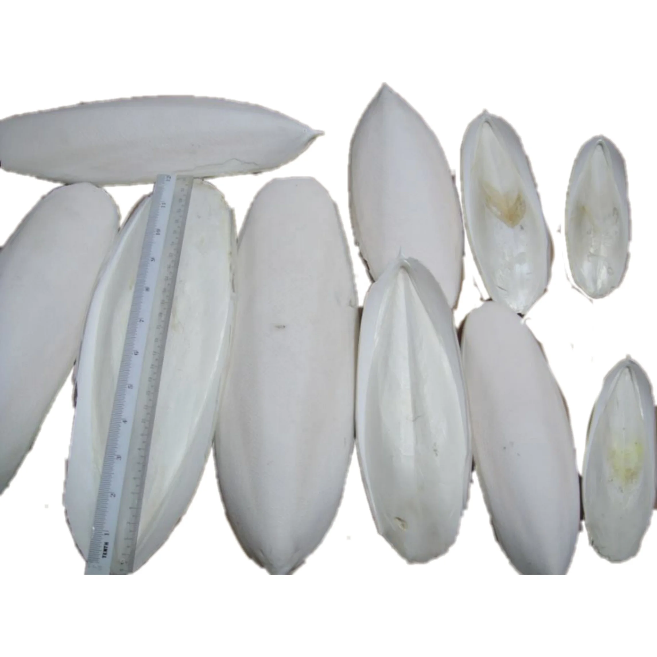 Wholesale Supplier CUTTLEFISH BONE/CUTTLEBONE from Viet Nam//Shyn Tran +84382089109