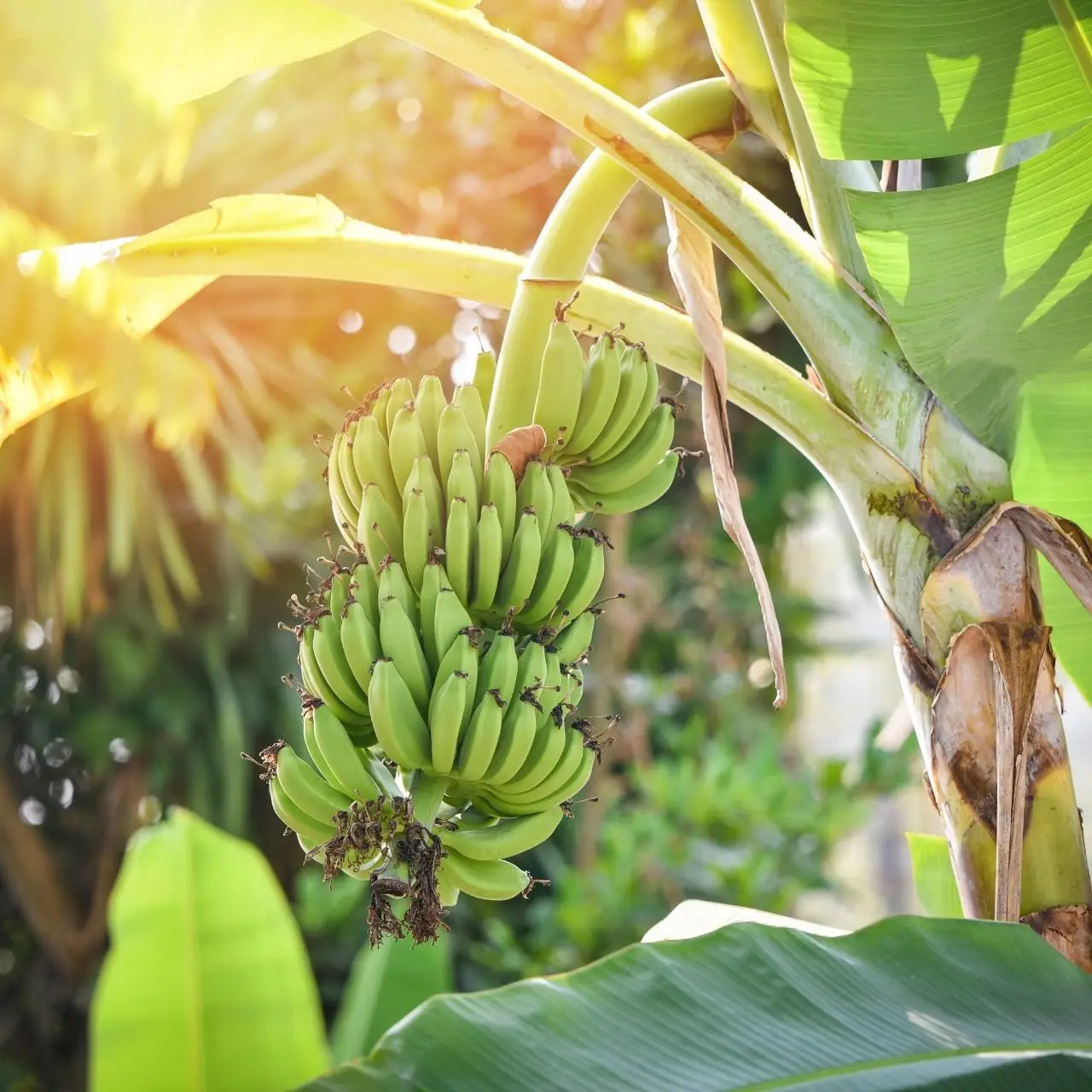 Cavendish Bananas High Quality Fresh Green Tropical Banana