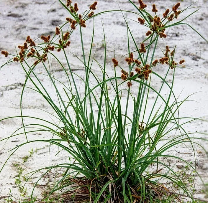 Cypriol essential oil grass nut Nagarmotha essential oil for cosmetic & perfume uses with high cyprine Cyperus essential oil